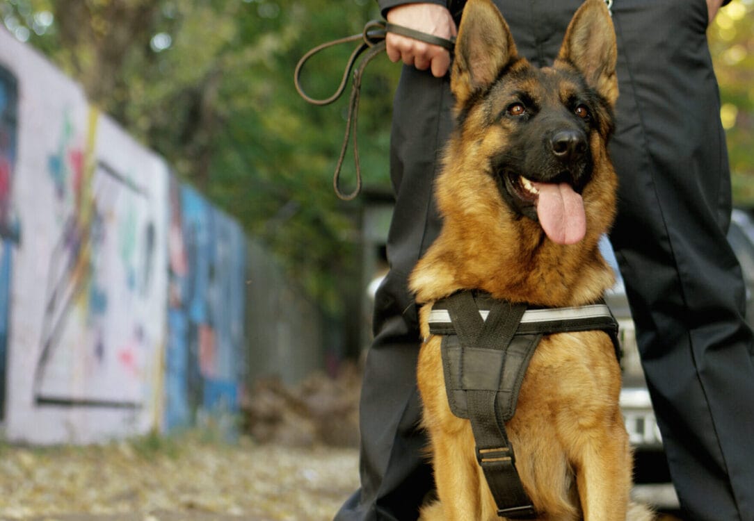 Security Dog Services Gloucester for Professional Canine Security Solutions by ISA Support Services