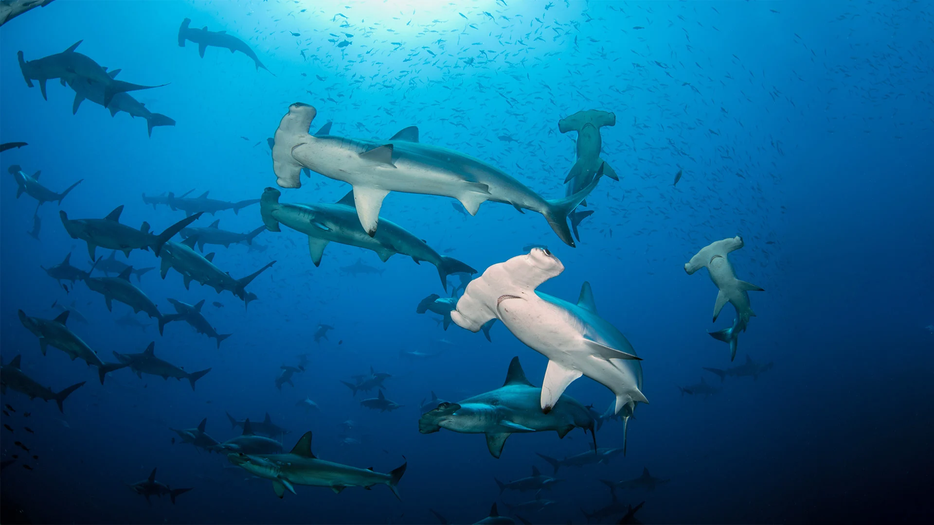 Best Dive Sites for Scuba Diving Palau Liveaboards